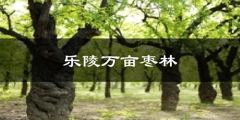 乐陵万亩枣林天气预报十五天