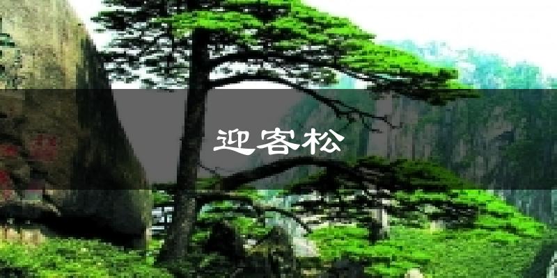 迎客松天气预报十五天