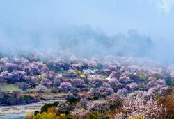 林芝今日天气