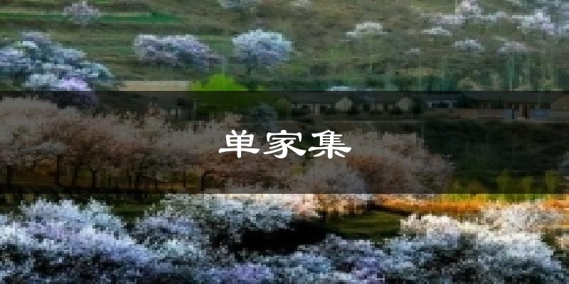 单家集天气预报十五天