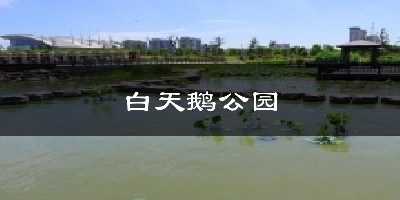 白天鹅公园天气预报十五天