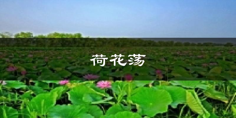 荷花荡天气预报十五天