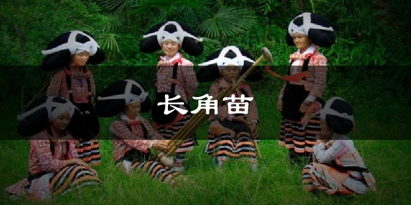 长角苗天气预报十五天