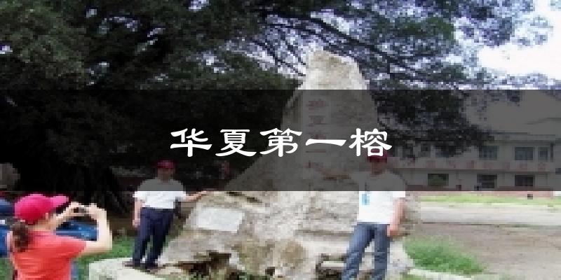 华夏第一榕天气预报十五天