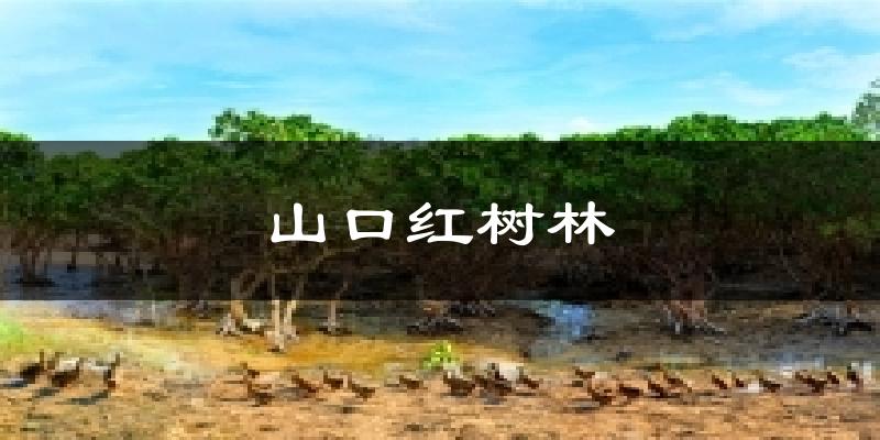 山口红树林天气预报十五天